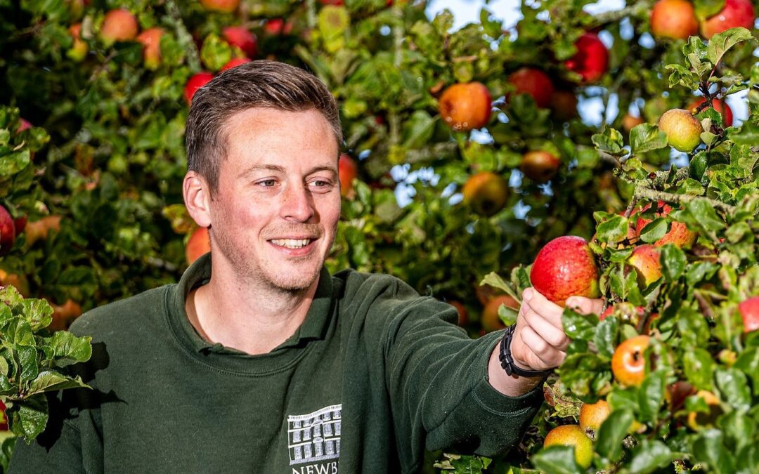 International apple throwing championships at Newby Hall